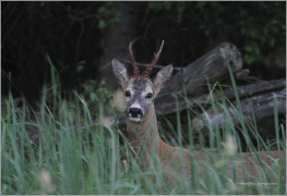 <p>SRNEC OBECNÝ (Capreolus capreolus) Šluknovsko - Harta /European roe deer - Reh/</p>